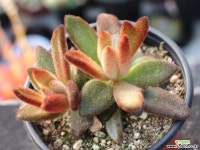 적토이 군생 S0675 다육식물