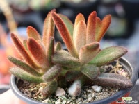 적토이 군생 S0675 다육식물