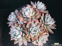 여미월 1115-26 다육식물