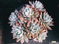 여미월 1115-26 다육식물