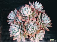 여미월 1115-26 다육식물