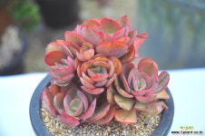 수연(V011) 다육식물