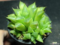 야로수 군생 S0831 다육식물