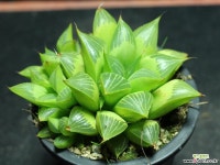 야로수 군생 S0831 다육식물