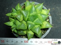 야로수 군생 S0831 다육식물