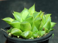 야로수 군생 S0831 다육식물