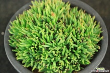 요술꽃 대품 (SX1619) 다육식물