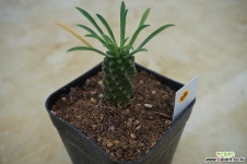 (11月)괴마옥68 다육식물