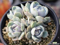 스노우바니 군생 S0607 다육식물