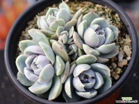 스노우바니 군생 S0607 다육식물