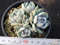 스노우바니 군생 S0607 다육식물