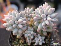 베이비핑거 군생 S0746 다육식물