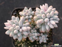 베이비핑거 군생 S0746 다육식물