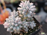 베이비핑거 군생 S0746 다육식물