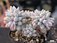 베이비핑거 군생 S0746 다육식물