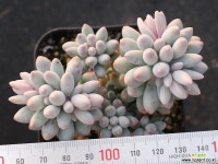 베이비핑거 군생 S0746 다육식물