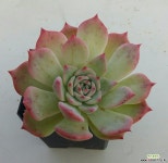 에케마리아목대 다육식물