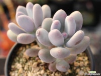 홍미인 군생 S0712 다육식물