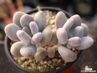 홍미인 군생 S0712 다육식물