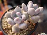 홍미인 군생 S0712 다육식물