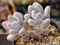 홍미인 군생 S0712 다육식물