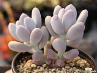 홍미인 군생 S0712 다육식물