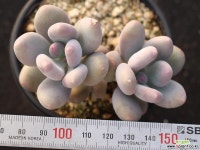 홍미인 군생 S0712 다육식물