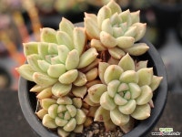 멜로디 군생 S0717 다육식물