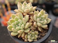 멜로디 군생 S0717 다육식물