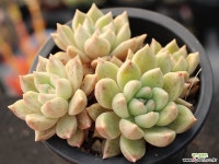 멜로디 군생 S0717 다육식물