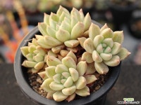 멜로디 군생 S0717 다육식물