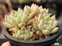 멜로디 군생 S0717 다육식물