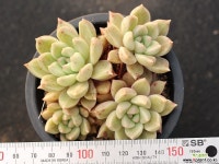 멜로디 군생 S0717 다육식물