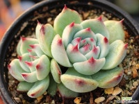 도태랑 군생 S0728 다육식물