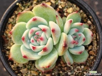도태랑 군생 S0728 다육식물