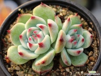 도태랑 군생 S0728 다육식물