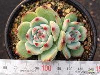 도태랑 군생 S0728 다육식물