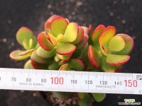 염좌 군생 S0742 다육식물