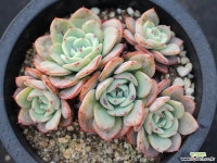 피치스앤크림 군생(적심) S0770 다육식물