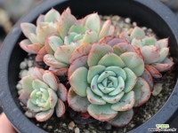 피치스앤크림 군생(적심) S0770 다육식물