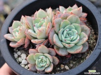 피치스앤크림 군생(적심) S0770 다육식물