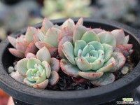 피치스앤크림 군생(적심) S0770 다육식물