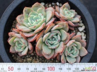 피치스앤크림 군생(적심) S0770 다육식물