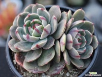 산타루이스 군생 S0780 다육식물