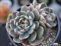 산타루이스 군생 S0780 다육식물