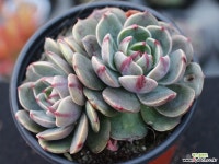 산타루이스 군생 S0780 다육식물