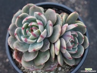 산타루이스 군생 S0780 다육식물