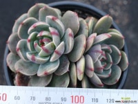 산타루이스 군생 S0780 다육식물