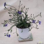 보라초연초(재입고) 야생화