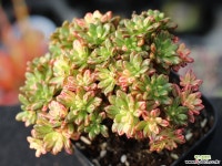 소인제금 S0544 다육금